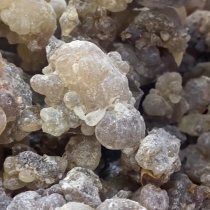 لبان لقط حوجري للبخور حبات كبيرة